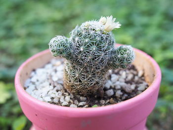 Close-up of succulent plant in pot