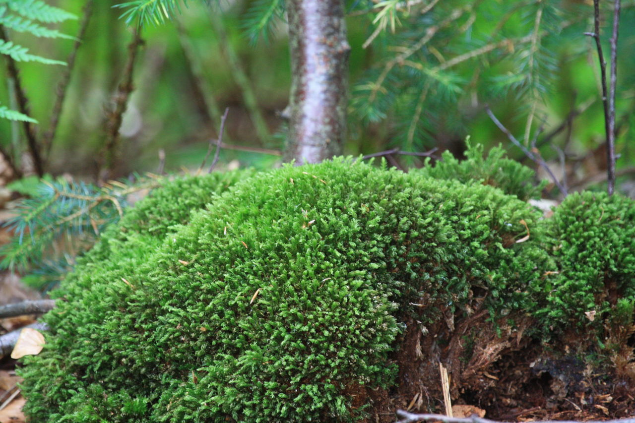 CLOSE-UP OF GREEN PLANT GROWING ON LAND