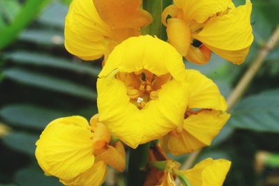 Close-up of insect on yellow flower