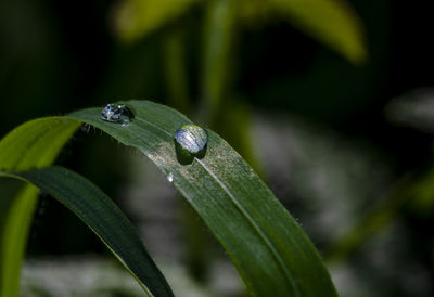 Close-up of raindrops on leaf