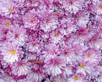 Full frame shot of pink flowering plants