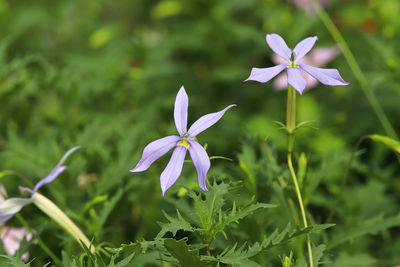 Close-up of purple flowering plant on field