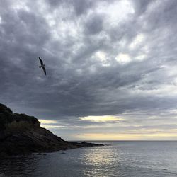 Silhouette of bird flying over sea