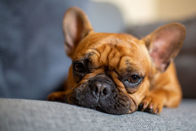 Close-up portrait of a dog