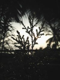 Close-up of plants against sky