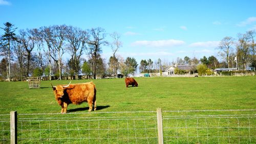 Highland cattles grazing in field against sky