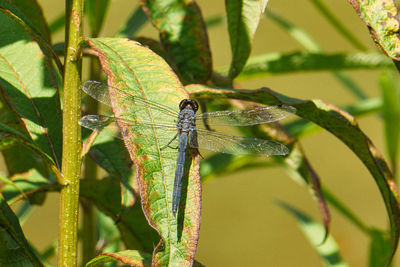 Close-up of insect on leaf