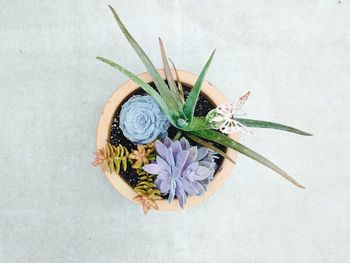 High angle view of flower over white background