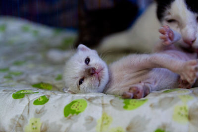 Close-up of kitten relaxing on bed