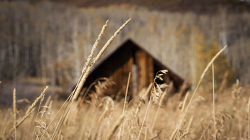 Close-up of grass in field