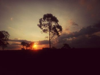 Silhouette of trees at sunset