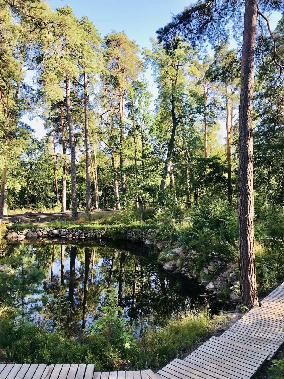 REFLECTION OF TREES ON LAKE IN FOREST