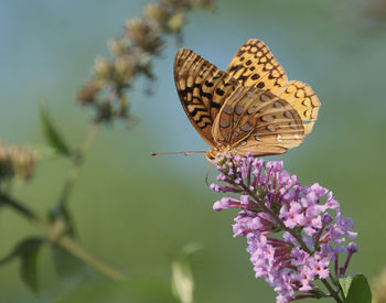 Close-up of butterfly pollinating on purple flower