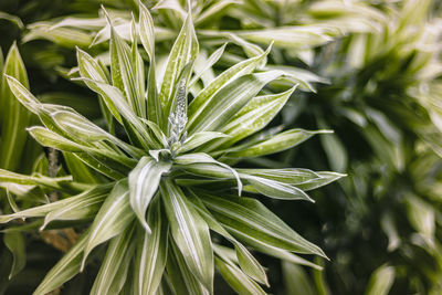 Close-up of plant