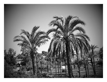 Low angle view of palm trees against clear sky