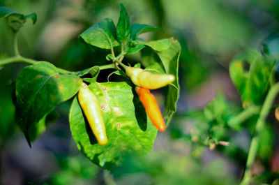 Close-up of chili peppers growing on plant