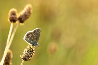 Close-up of butterfly pollinating on flower