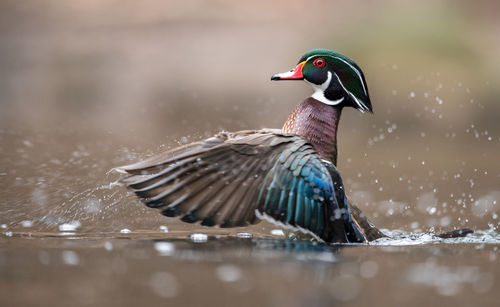 Bird flying over a lake