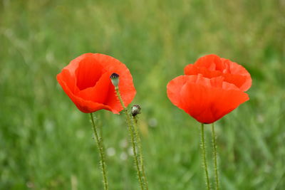 Close-up of red poppy growing on field