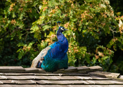 Peacock perching on slate roof