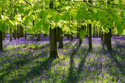 Purple flowering plants on field