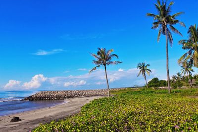 Scenic view of palm trees on beach against blue sky