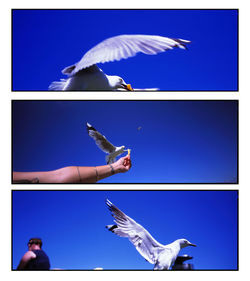 Digital composite image of seagull flying over sea against blue sky