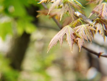 Fall leaves hanging on a branch in the forest 