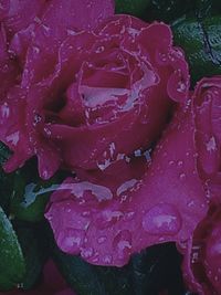 Close-up of water drops on rose