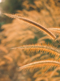 Close-up of plant on field
