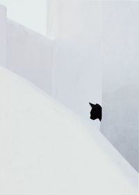 Low angle view of black cat on wall