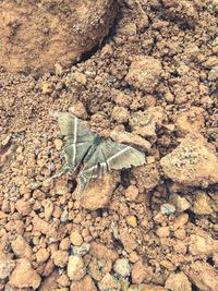 High angle view of insect on rock