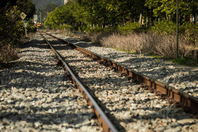 Railroad tracks amidst trees