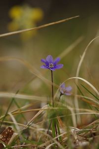 Close-up of purple flowering plant in field