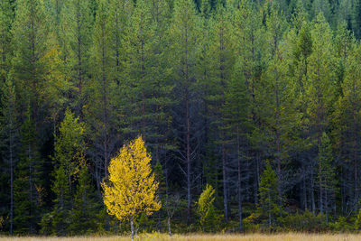 Pine trees in forest during autumn