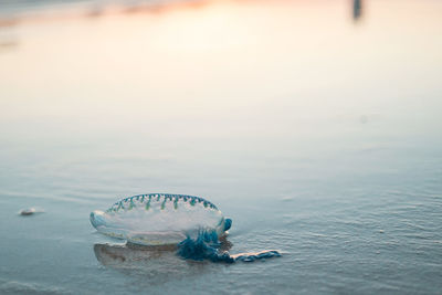 Close-up of jellyfish at beach during sunset