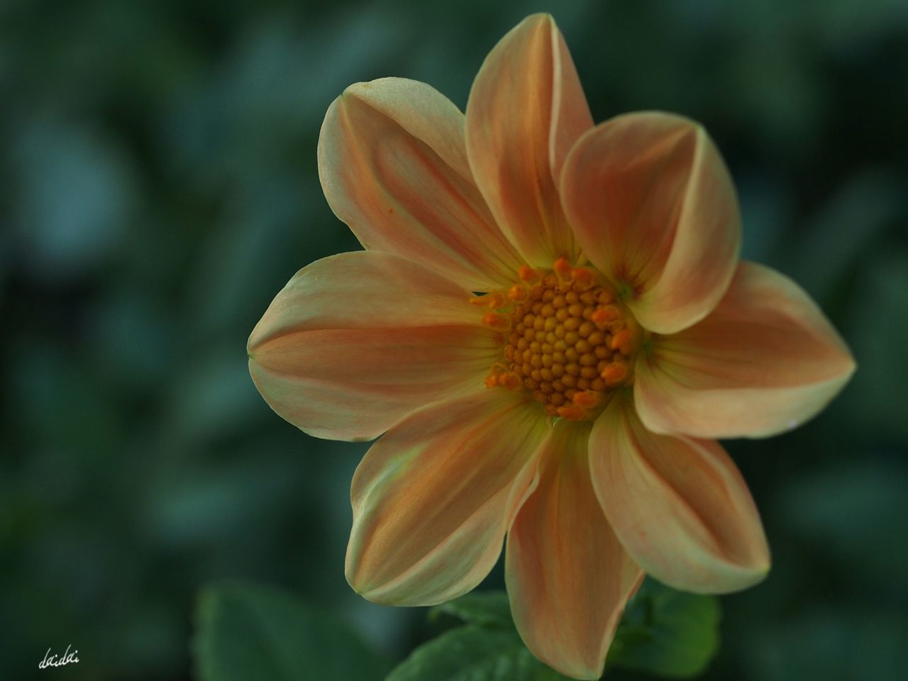 CLOSE-UP OF FLOWER