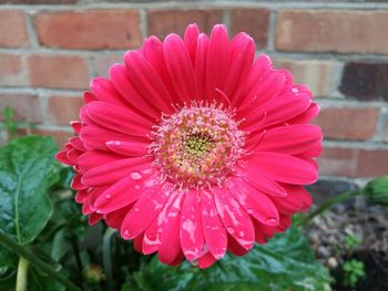 Close-up of red flower