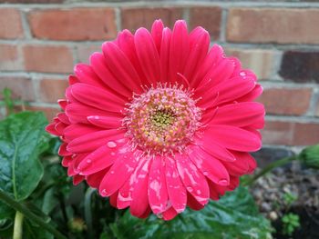 Close-up of red flower