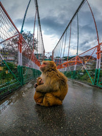 Cat sitting on bridge against sky