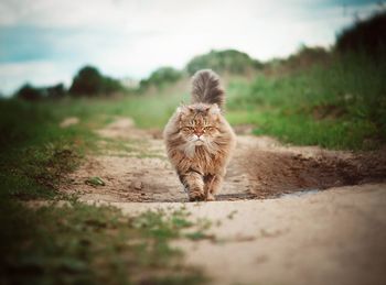 Cat walking on road