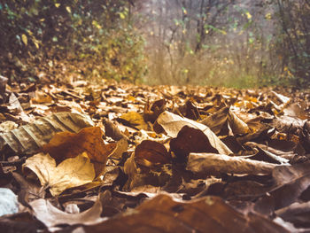 Close-up of dried leaves on field in forest