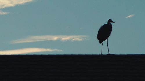 Low angle view of bird perching on roof against sky