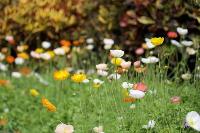 Close-up of fresh white flowers in field
