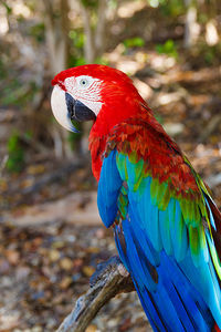 Macaw , cayo saetia - cuba