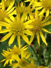 Close-up of yellow flowers blooming outdoors