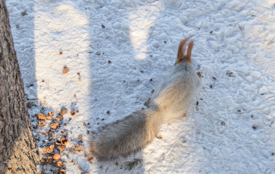 High angle view of squirrel