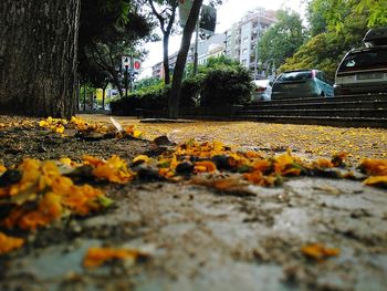 Close-up of autumn leaves on railroad track