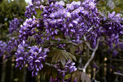 Close-up of purple flowering plants