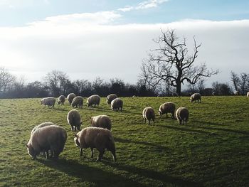 Sheep grazing on grassy field